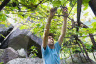 FEATURE - Schweiz: Weinlese im Bleniotal im Tessin 
