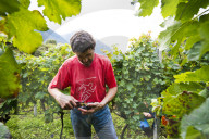 FEATURE - Schweiz: Weinlese im Bleniotal im Tessin 