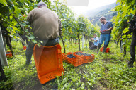 FEATURE - Schweiz: Weinlese im Bleniotal im Tessin 
