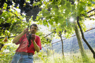 FEATURE - Schweiz: Weinlese im Bleniotal im Tessin 