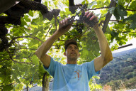 FEATURE - Schweiz: Weinlese im Bleniotal im Tessin 
