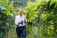 FEATURE - Schweiz: Weinlese im Bleniotal im Tessin 