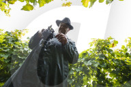 FEATURE - Schweiz: Weinlese im Bleniotal im Tessin 