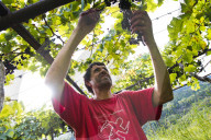 FEATURE - Schweiz: Weinlese im Bleniotal im Tessin 