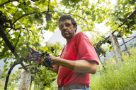 FEATURE - Schweiz: Weinlese im Bleniotal im Tessin 
