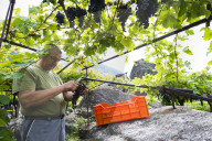 FEATURE - Schweiz: Weinlese im Bleniotal im Tessin 