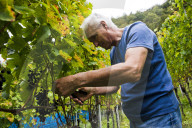 FEATURE - Schweiz: Weinlese im Bleniotal im Tessin 