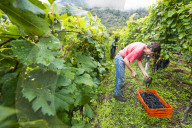 FEATURE - Schweiz: Weinlese im Bleniotal im Tessin 