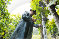 FEATURE - Schweiz: Weinlese im Bleniotal im Tessin 