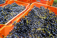 FEATURE - Schweiz: Weinlese im Bleniotal im Tessin 