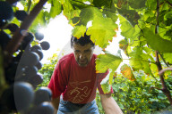 FEATURE - Schweiz: Weinlese im Bleniotal im Tessin 
