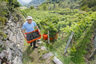 FEATURE - Schweiz: Weinlese im Bleniotal im Tessin 