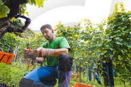 FEATURE - Schweiz: Weinlese im Bleniotal im Tessin 