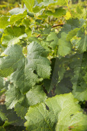 FEATURE - Schweiz: Weinlese im Bleniotal im Tessin 
