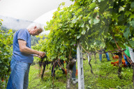 FEATURE - Schweiz: Weinlese im Bleniotal im Tessin 