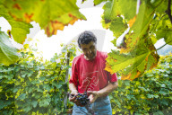 FEATURE - Schweiz: Weinlese im Bleniotal im Tessin 