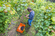 FEATURE - Schweiz: Weinlese im Bleniotal im Tessin 