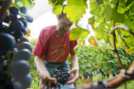 FEATURE - Schweiz: Weinlese im Bleniotal im Tessin 