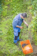 FEATURE - Schweiz: Weinlese im Bleniotal im Tessin 
