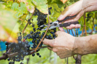 FEATURE - Schweiz: Weinlese im Bleniotal im Tessin 