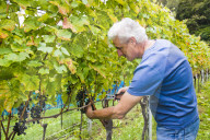 FEATURE - Schweiz: Weinlese im Bleniotal im Tessin 