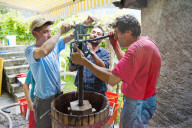 FEATURE - Schweiz: Weinlese im Bleniotal im Tessin 
