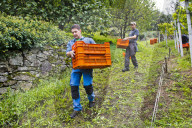FEATURE - Schweiz: Weinlese im Bleniotal im Tessin 