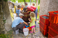 FEATURE - Schweiz: Weinlese im Bleniotal im Tessin 