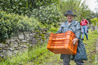 FEATURE - Schweiz: Weinlese im Bleniotal im Tessin 