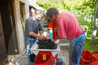 FEATURE - Schweiz: Weinlese im Bleniotal im Tessin 