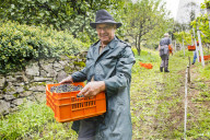 FEATURE - Schweiz: Weinlese im Bleniotal im Tessin 