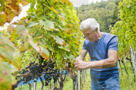 FEATURE - Schweiz: Weinlese im Bleniotal im Tessin 