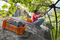 FEATURE - Schweiz: Weinlese im Bleniotal im Tessin 