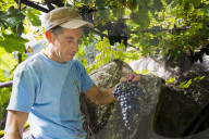 FEATURE - Schweiz: Weinlese im Bleniotal im Tessin 