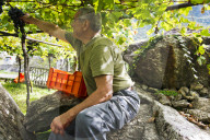 FEATURE - Schweiz: Weinlese im Bleniotal im Tessin 
