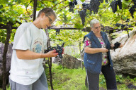 FEATURE - Schweiz: Weinlese im Bleniotal im Tessin 