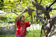 FEATURE - Schweiz: Weinlese im Bleniotal im Tessin 