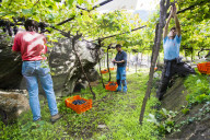 FEATURE - Schweiz: Weinlese im Bleniotal im Tessin 