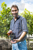FEATURE - Schweiz: Weinlese im Bleniotal im Tessin 