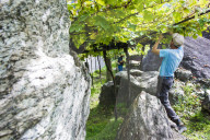 FEATURE - Schweiz: Weinlese im Bleniotal im Tessin 