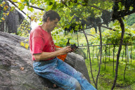FEATURE - Schweiz: Weinlese im Bleniotal im Tessin 