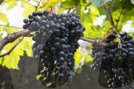 FEATURE - Schweiz: Weinlese im Bleniotal im Tessin 