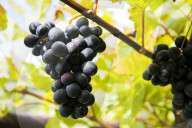 FEATURE - Schweiz: Weinlese im Bleniotal im Tessin 