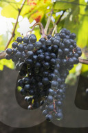 FEATURE - Schweiz: Weinlese im Bleniotal im Tessin 