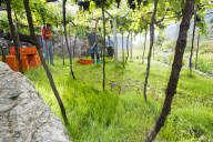 FEATURE - Schweiz: Weinlese im Bleniotal im Tessin 