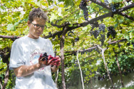 FEATURE - Schweiz: Weinlese im Bleniotal im Tessin 