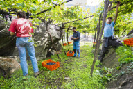 FEATURE - Schweiz: Weinlese im Bleniotal im Tessin 