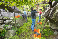 FEATURE - Schweiz: Weinlese im Bleniotal im Tessin 
