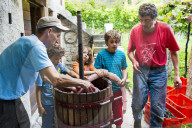 FEATURE - Schweiz: Weinlese im Bleniotal im Tessin 