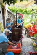 FEATURE - Schweiz: Weinlese im Bleniotal im Tessin 